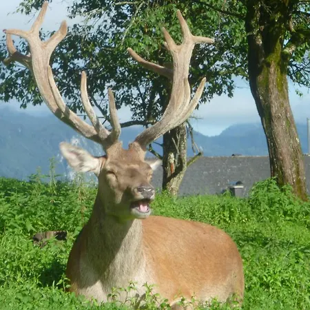 Agroturismo Gasthof Mahdhausl *